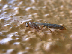 Ophion luteus