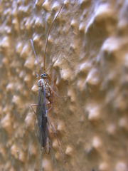 Ophion luteus