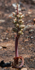 Lachenalia elegans