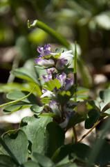 Corydalis pumila