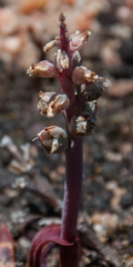 Lachenalia elegans