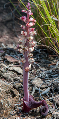 Lachenalia elegans