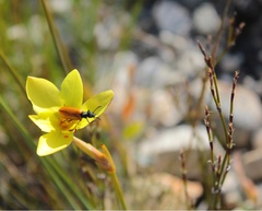 Bobartia filiformis