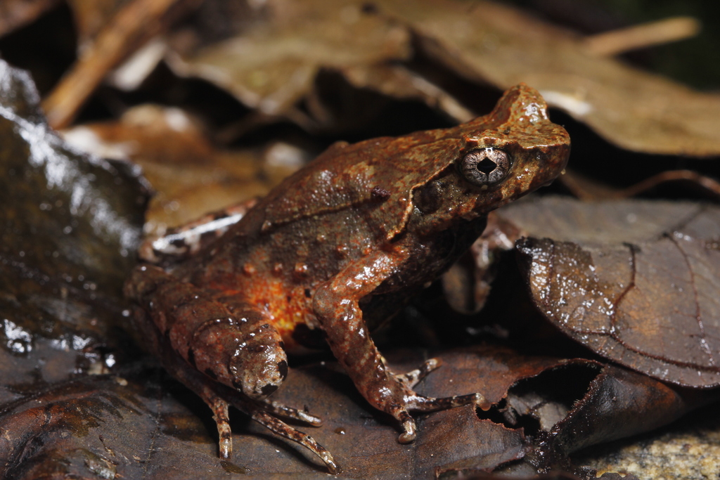 Boulenophrys angka