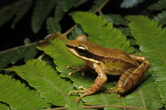 Doi Inthanon Rock Frog photo 1