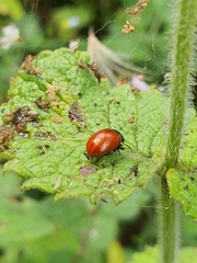 Chrysolina polita