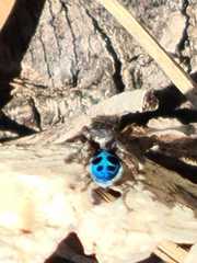 Maratus nigromaculatus