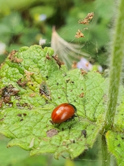 Chrysolina polita