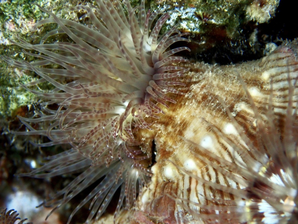 Calliactis polypus