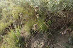 Allium clathratum