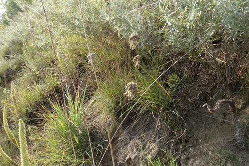 Allium clathratum, photograph 1