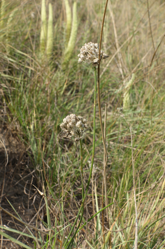 Allium clathratum, photograph 2
