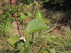 Dombeya rotundifolia