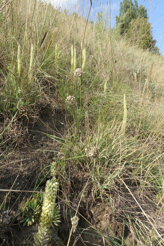 Allium clathratum, photograph 4