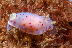 Goniobranchus thompsoni