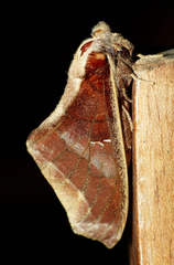 Colax apulus