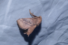 Griseothosea fasciata