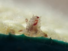 Pthirus pubis