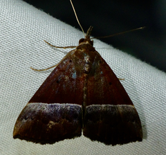 Hypena tithonalis