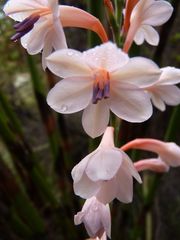 Watsonia wilmaniae
