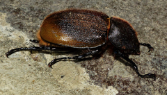 Dynastes septentrionalis