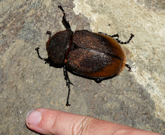 Dynastes septentrionalis