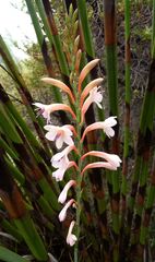 Watsonia wilmaniae