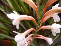 Watsonia wilmaniae