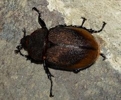 Dynastes septentrionalis