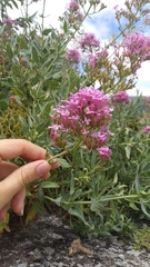 Centranthus ruber