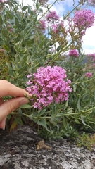 Centranthus ruber
