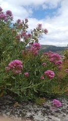 Centranthus ruber