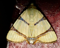 Eulepidotis affinis
