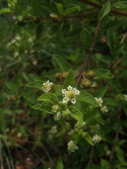 Lippia wilmsii