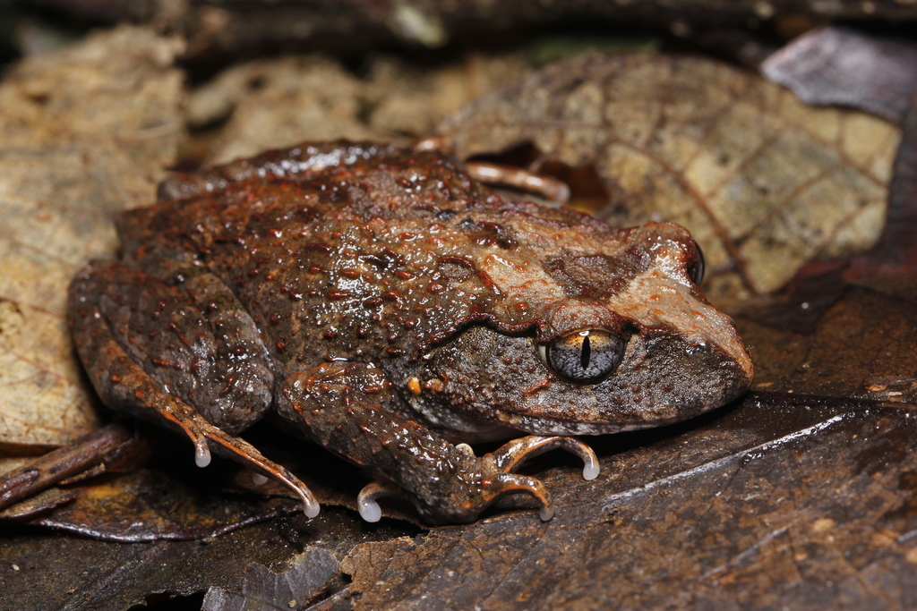 Ya-ping's Litter Toad (Leptobrachella zhangyapingi)