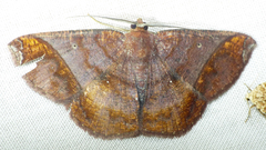 Thysanopyga abdominaria