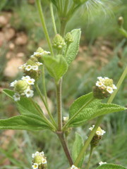Lippia wilmsii