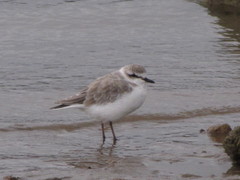 Charadrius marginatus arenaceus