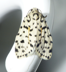 Clemensia leopardina