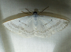 Lomographa tributaria