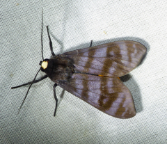 Pachydota