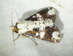 Condica mimica