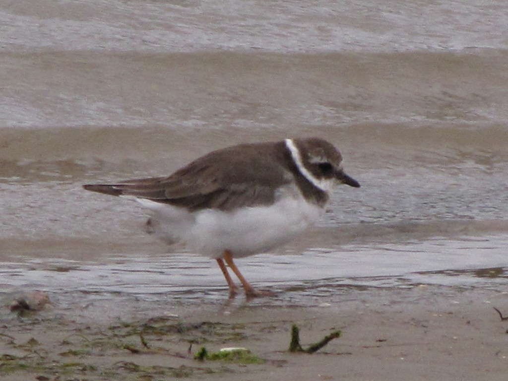 Eastern Common Ringed Plover