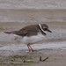 Charadrius hiaticula tundrae - Photo (c) Brian du Preez, some rights reserved (CC BY-SA), uploaded by Brian du Preez