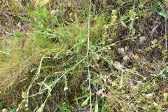 Matthiola fruticulosa