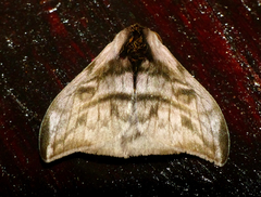 Hylesia rufipes