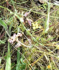 Matthiola fruticulosa