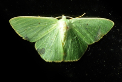Nemoria remota