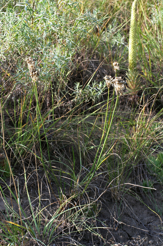 Allium clathratum, photograph 5