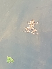 Pelophylax ridibundus